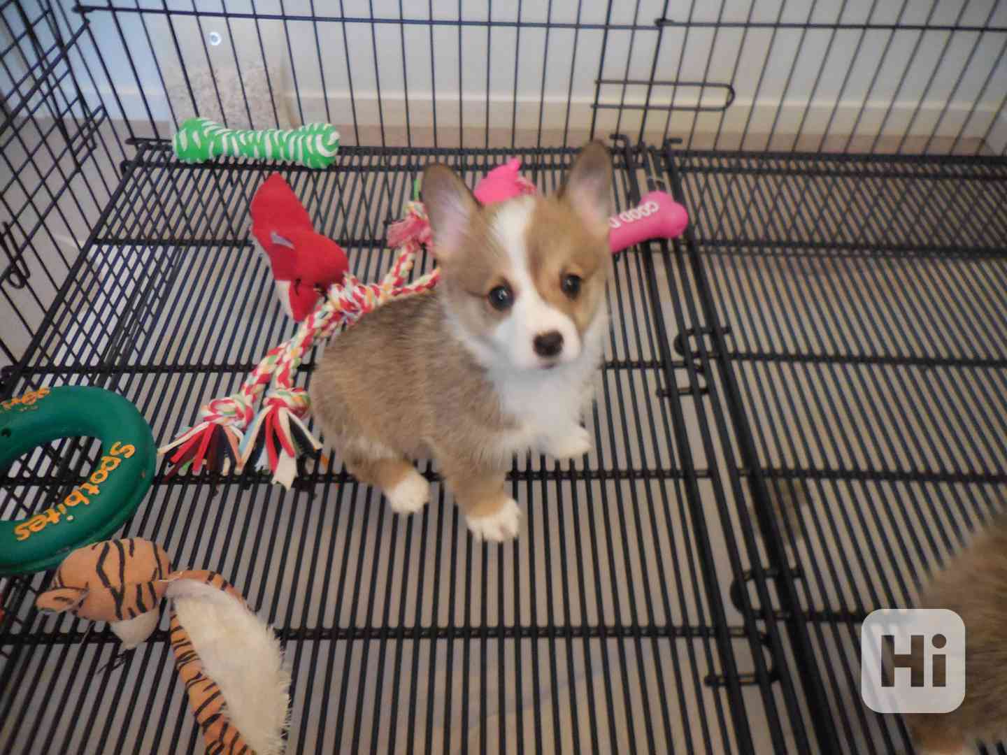 Chiots Pembroke Welsh Corgi DISPONIBLES - foto 1