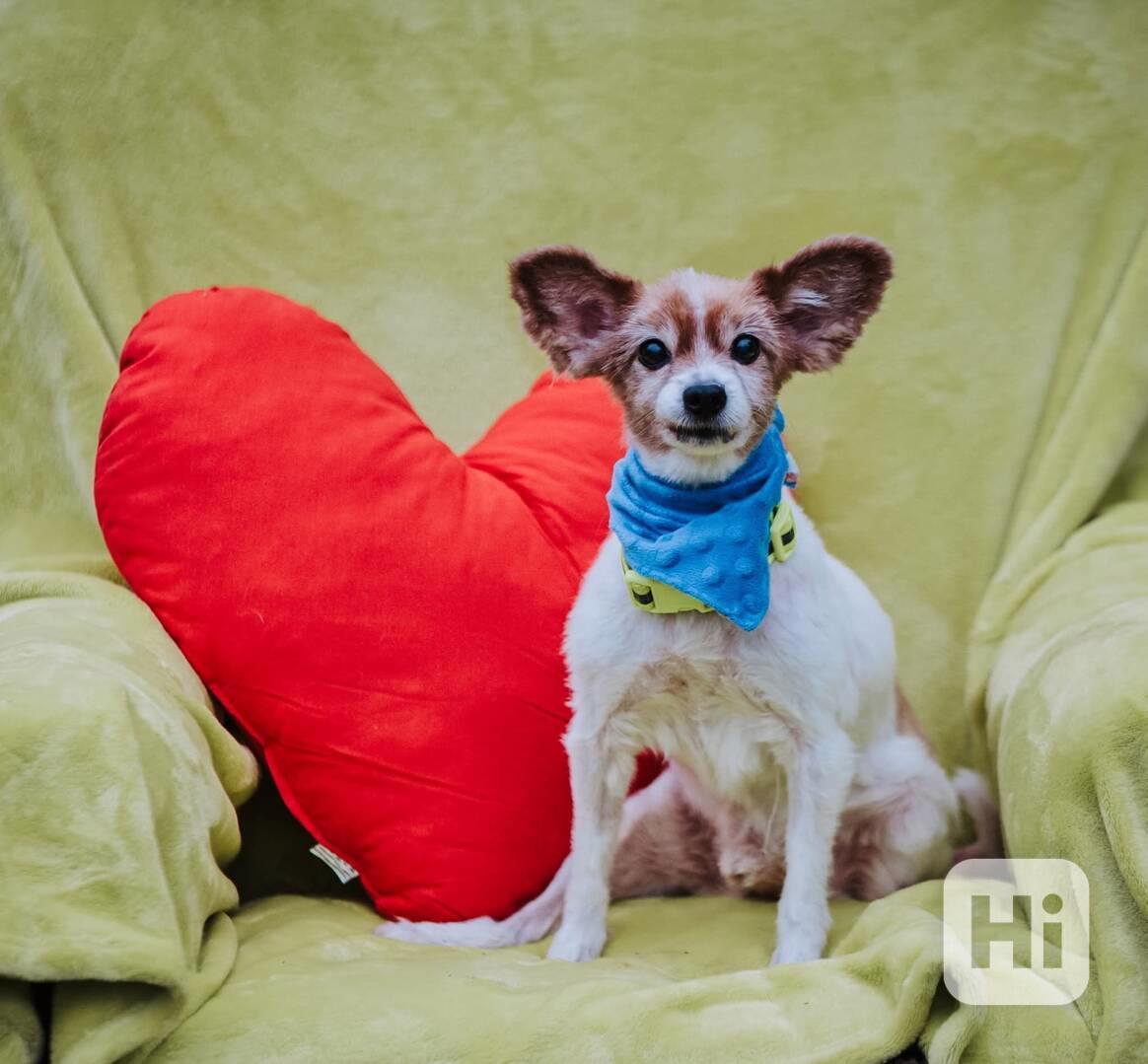 GIMMY - Papillon - kastrovaný psík 14 let  - foto 1