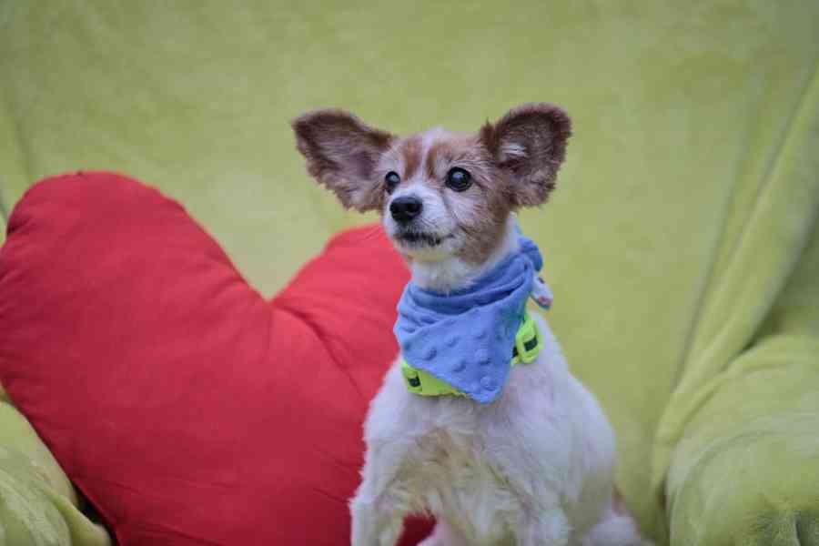 GIMMY - Papillon - kastrovaný psík 14 let  - foto 3