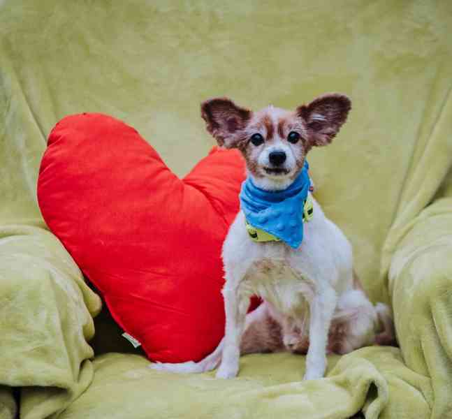 GIMMY - Papillon - kastrovaný psík 14 let  - foto 1