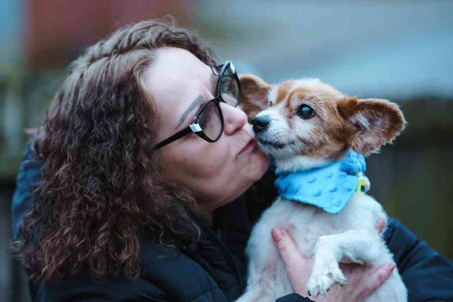 GIMMY - Papillon - kastrovaný psík 14 let  - foto 4