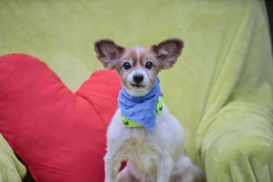 GIMMY - Papillon - kastrovaný psík 14 let  - foto 2