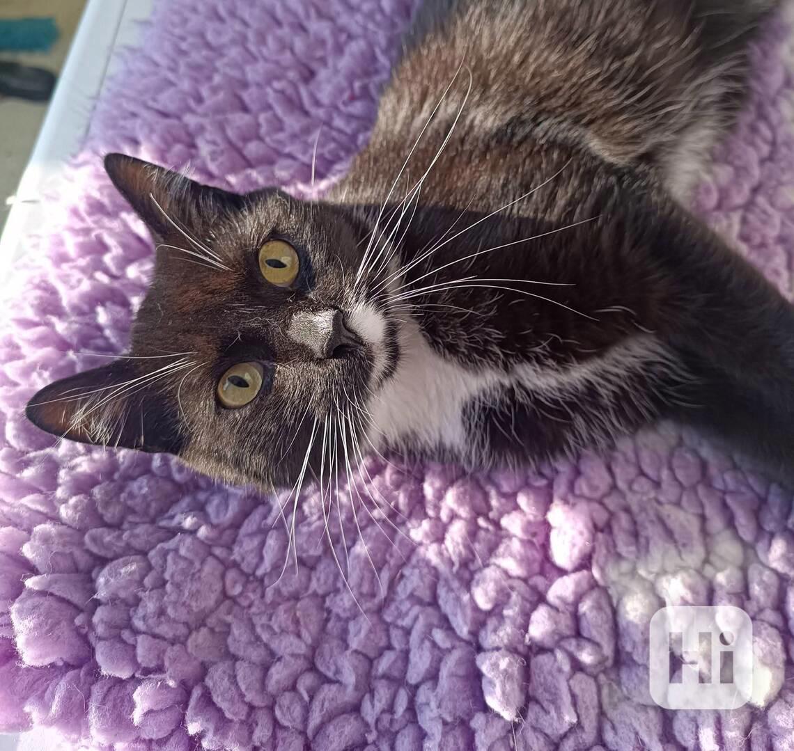 SISSI - kastrovaná kočička 1 rok  - foto 1