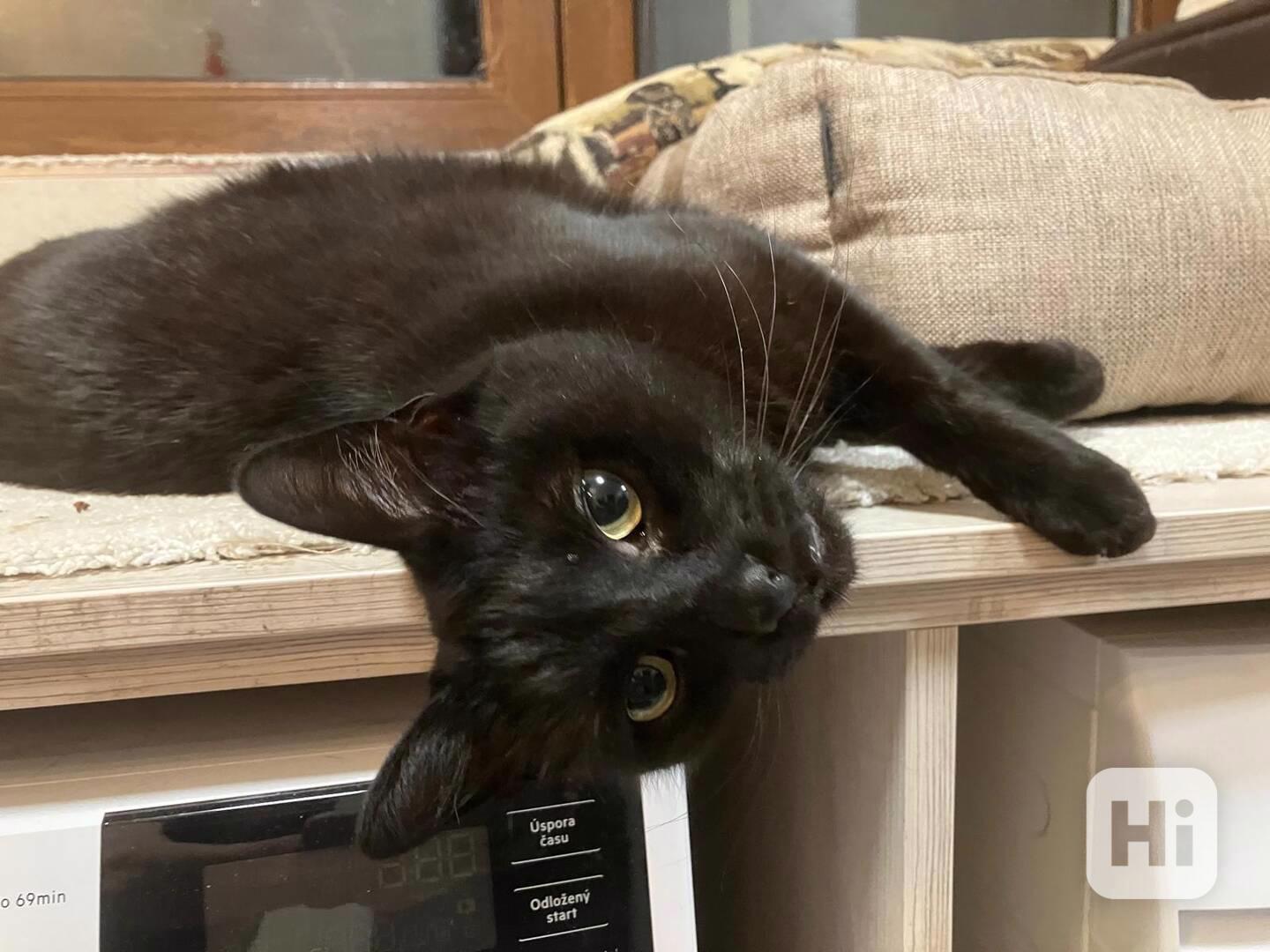 Sancez hledá domov - foto 1