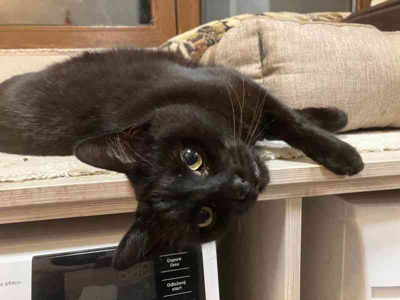 Sancez hledá domov - foto 1