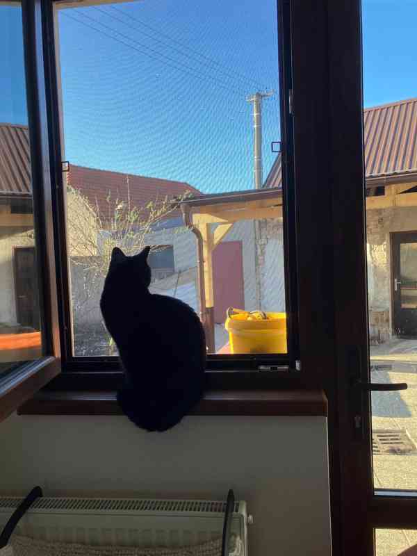 Sancez hledá domov - foto 2