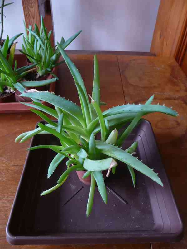 Aloe vera - foto 2