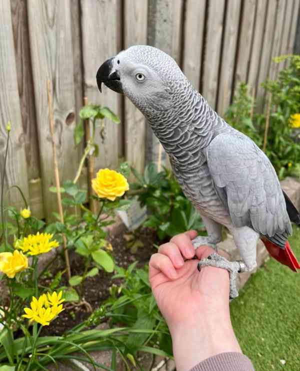 Výjimeční afričtí papoušci šedí – elitní společníci - foto 3