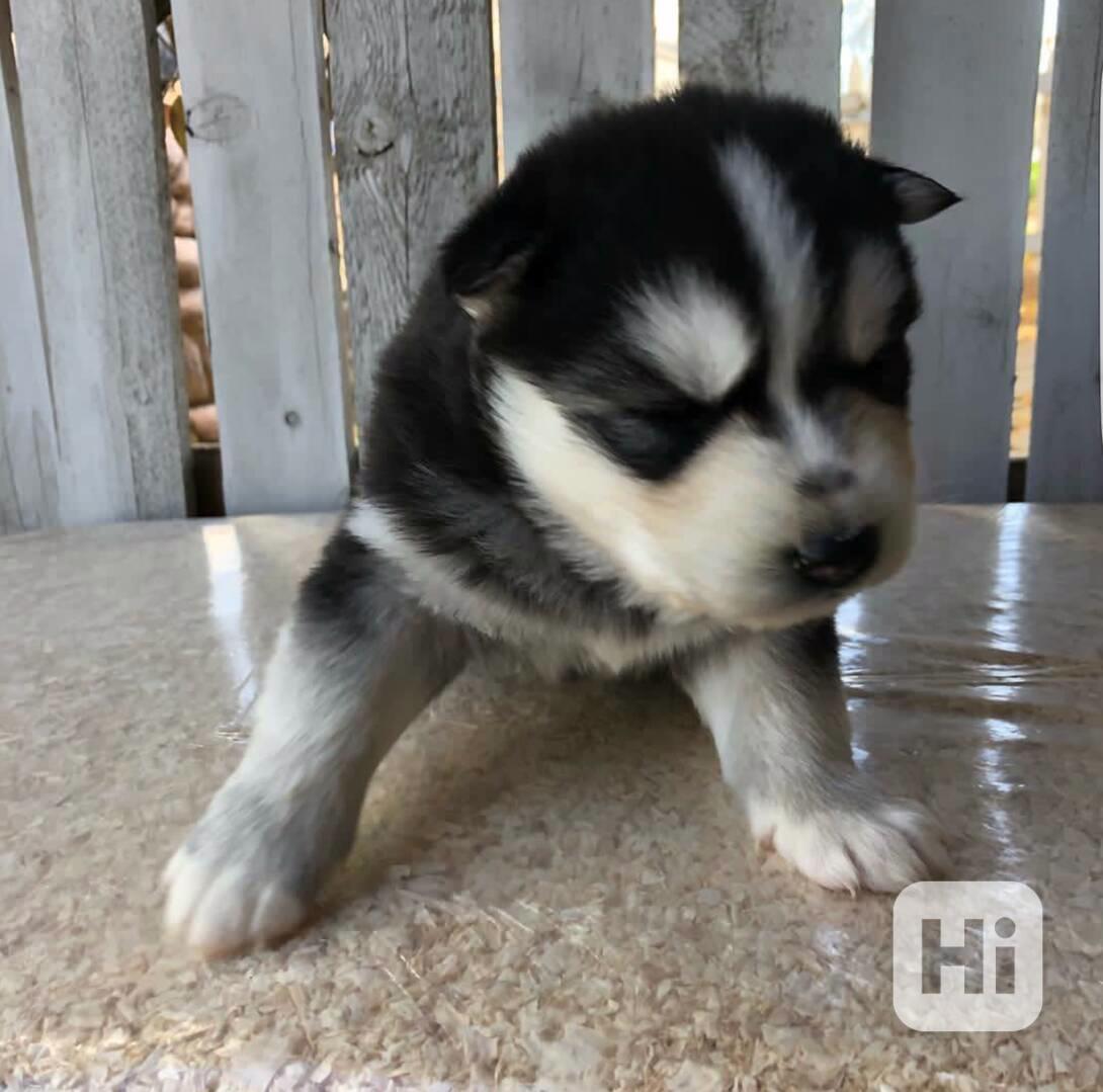 Adopce štěňat sibiřského husky zdarma - foto 1