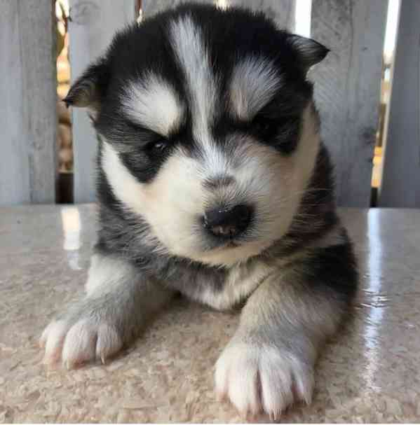 Adopce štěňat sibiřského husky zdarma - foto 3