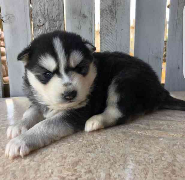Adopce štěňat sibiřského husky zdarma - foto 2