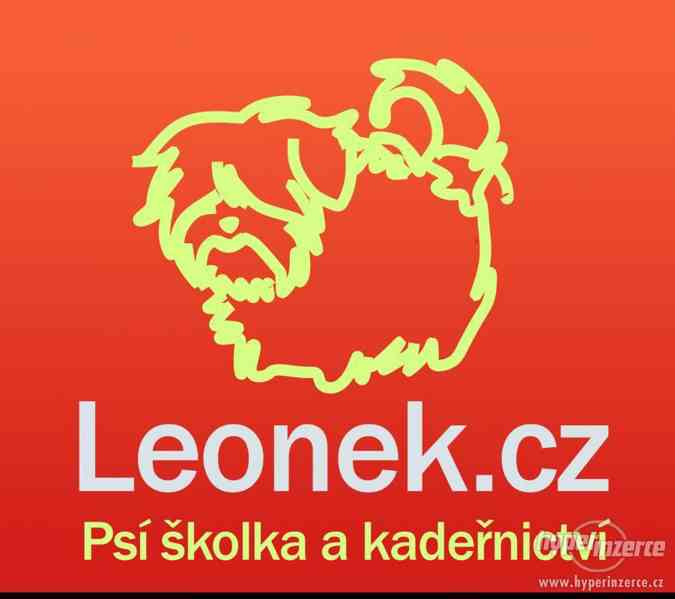 Psí školka a kadeřnictví  LEONEK v Brně - foto 1