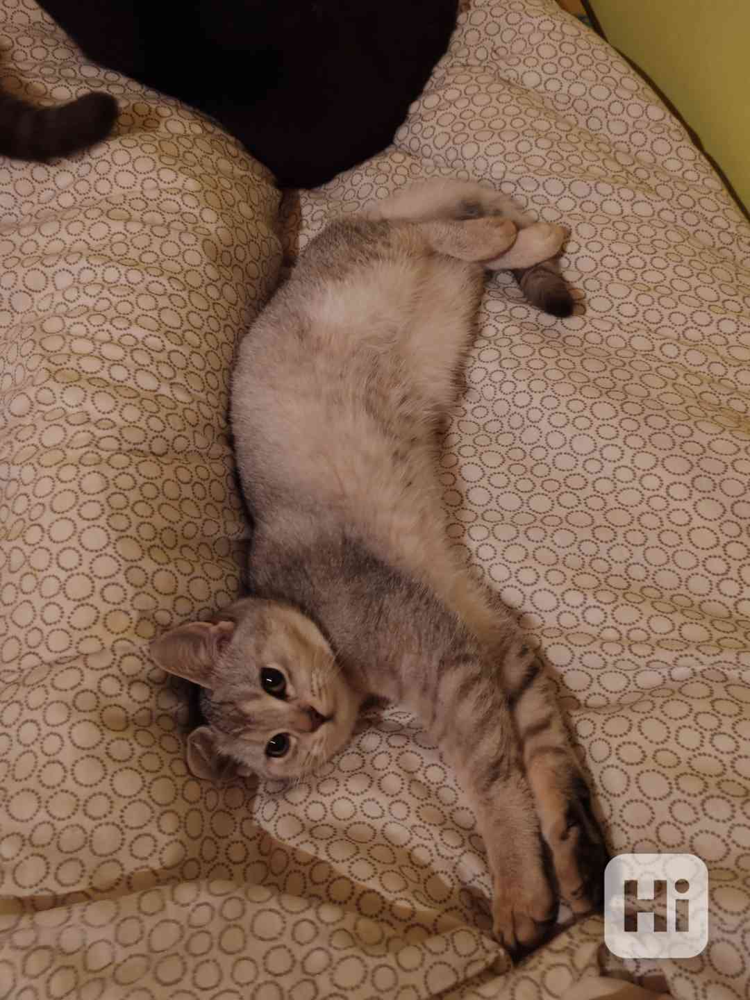 Britska kotatka k odběru  - foto 1