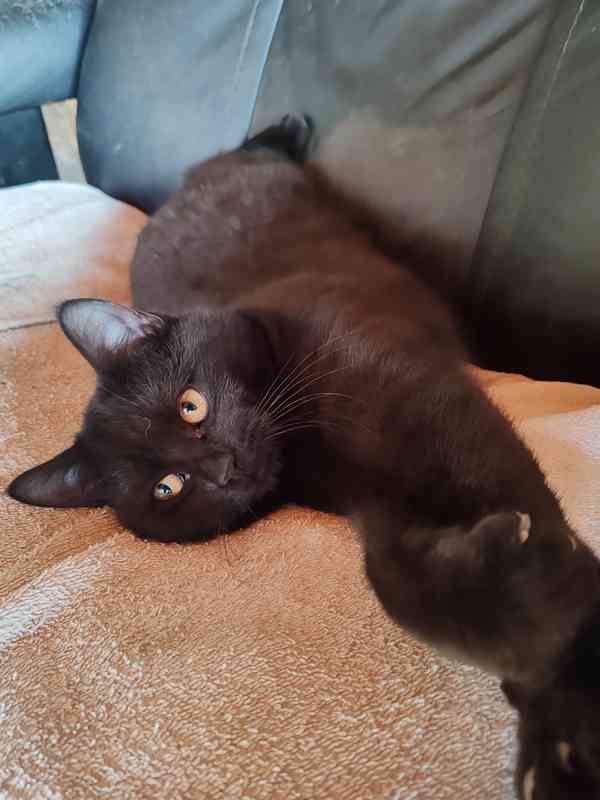 Britska kotatka k odběru  - foto 5