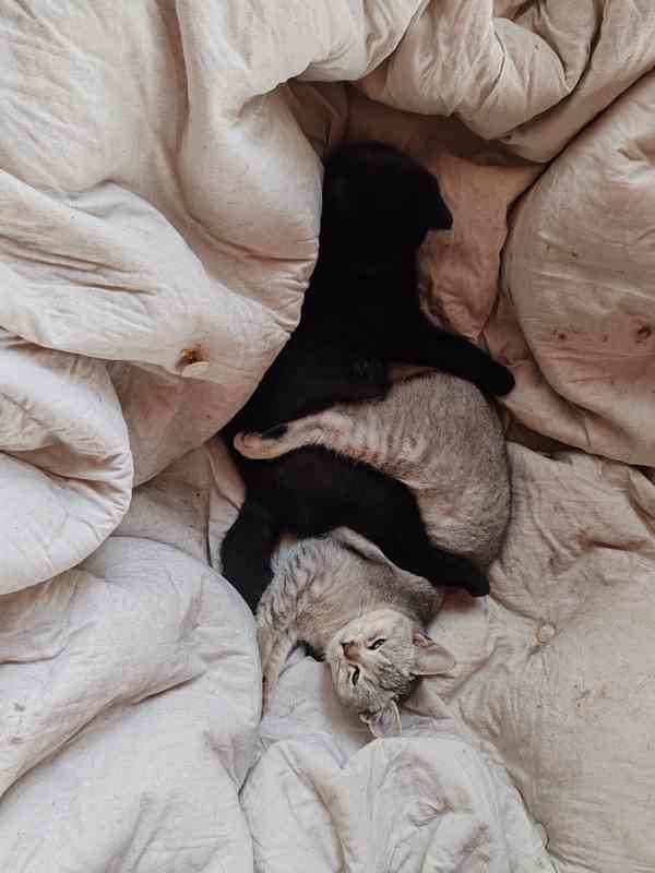 Britska kotatka k odběru  - foto 6