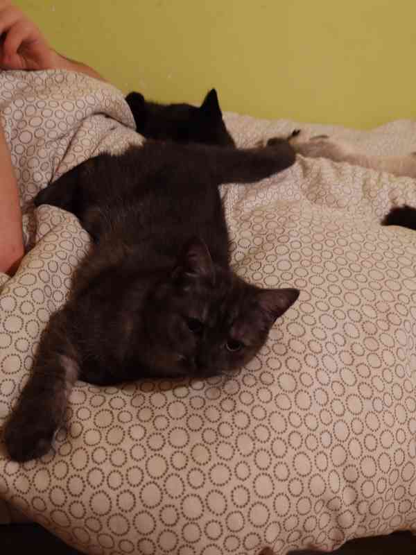 Britska kotatka k odběru  - foto 4