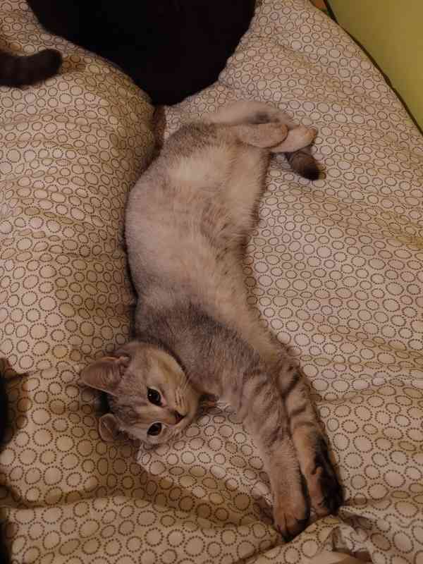 Britska kotatka k odběru  - foto 2