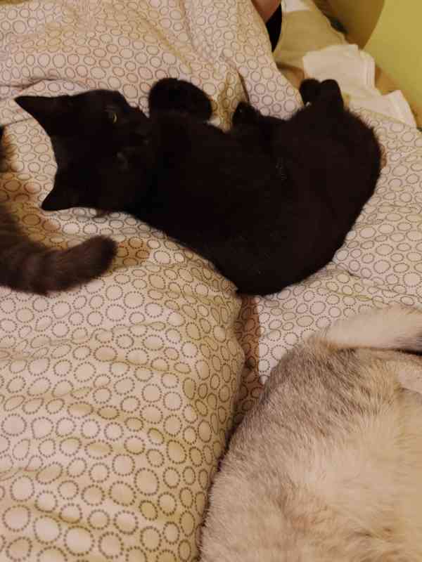 Britska kotatka k odběru  - foto 3