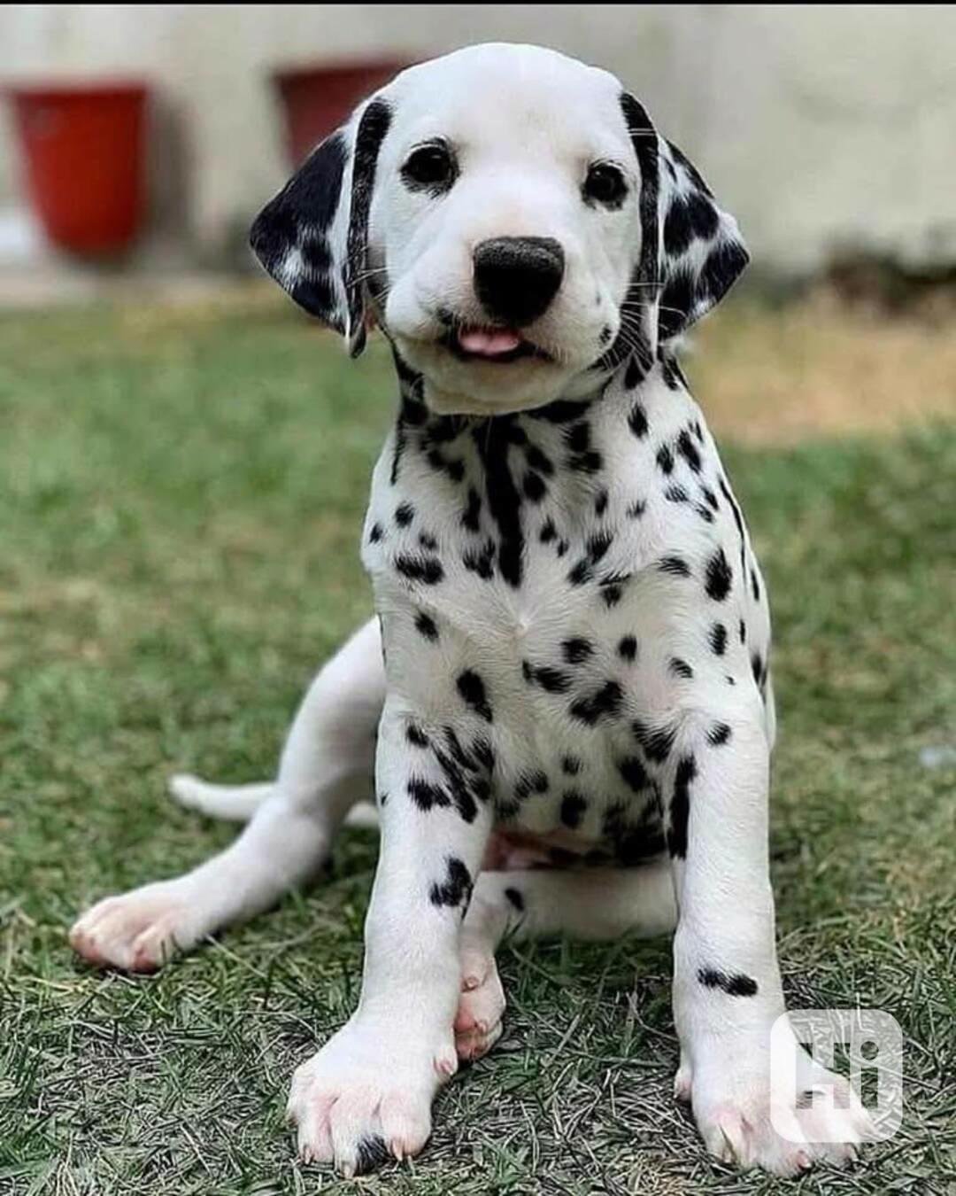 Krásní, vynikající štěňata dalmatinů, kluk a holčička - foto 1