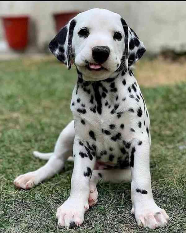 Krásní, vynikající štěňata dalmatinů, kluk a holčička