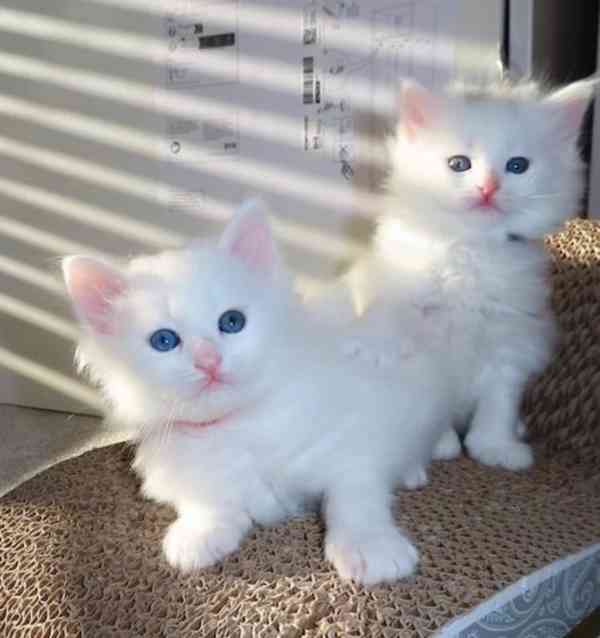 Perská koťata