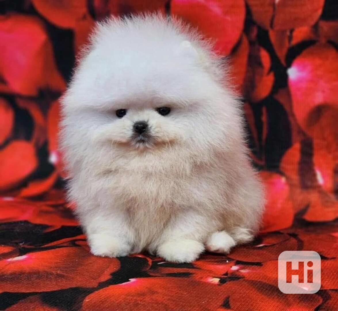 Štěňata pomeraniana k adopci zdarma.  - foto 1