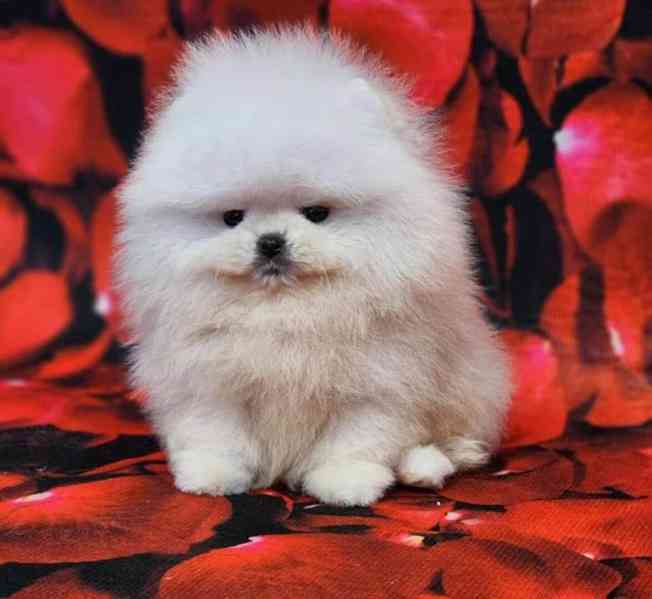 Štěňata pomeraniana k adopci zdarma.  - foto 1
