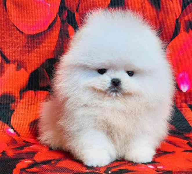 Štěňata pomeraniana k adopci zdarma.  - foto 3