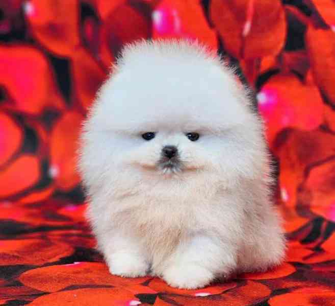 Štěňata pomeraniana k adopci zdarma.  - foto 2