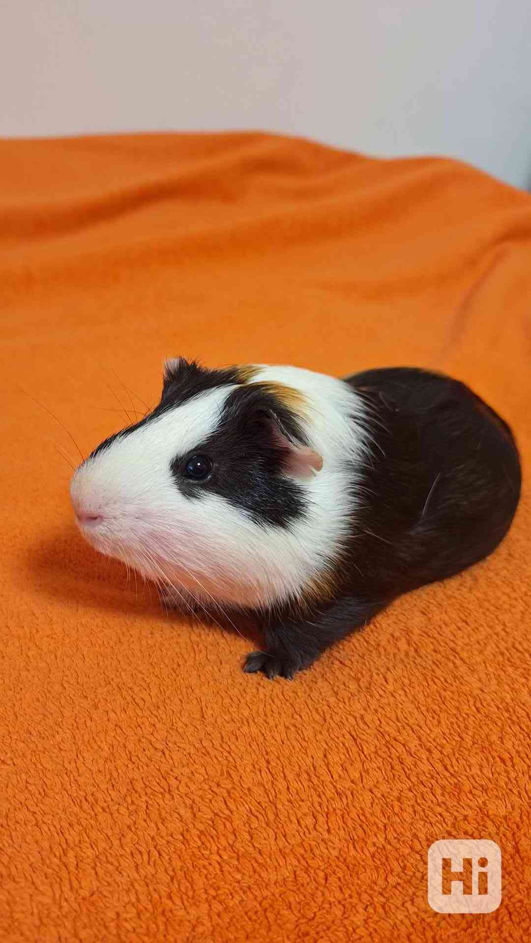 Daruji morče - foto 1