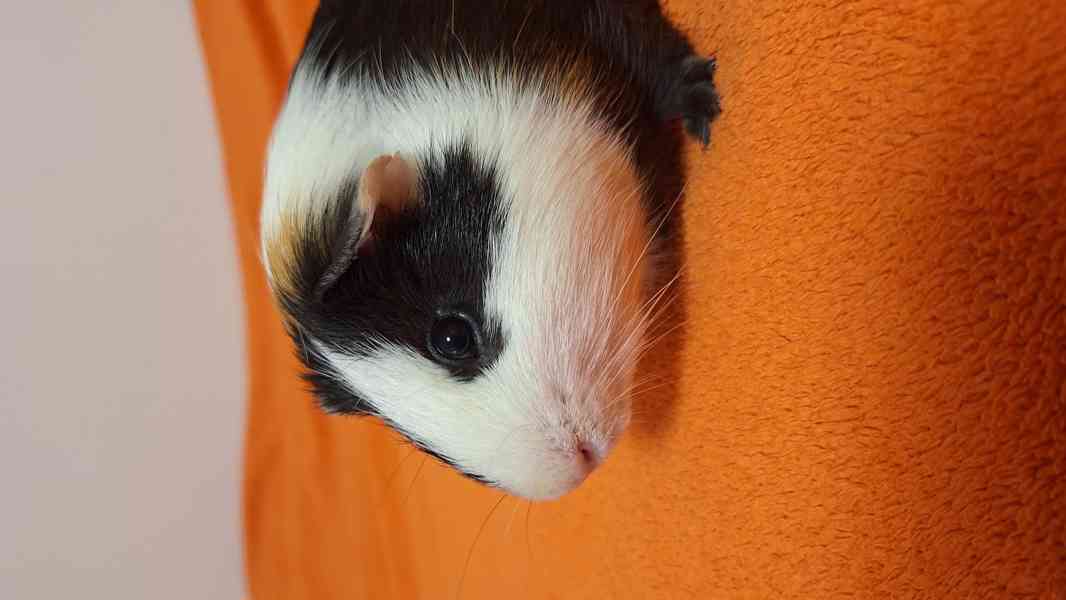 Daruji morče - foto 2