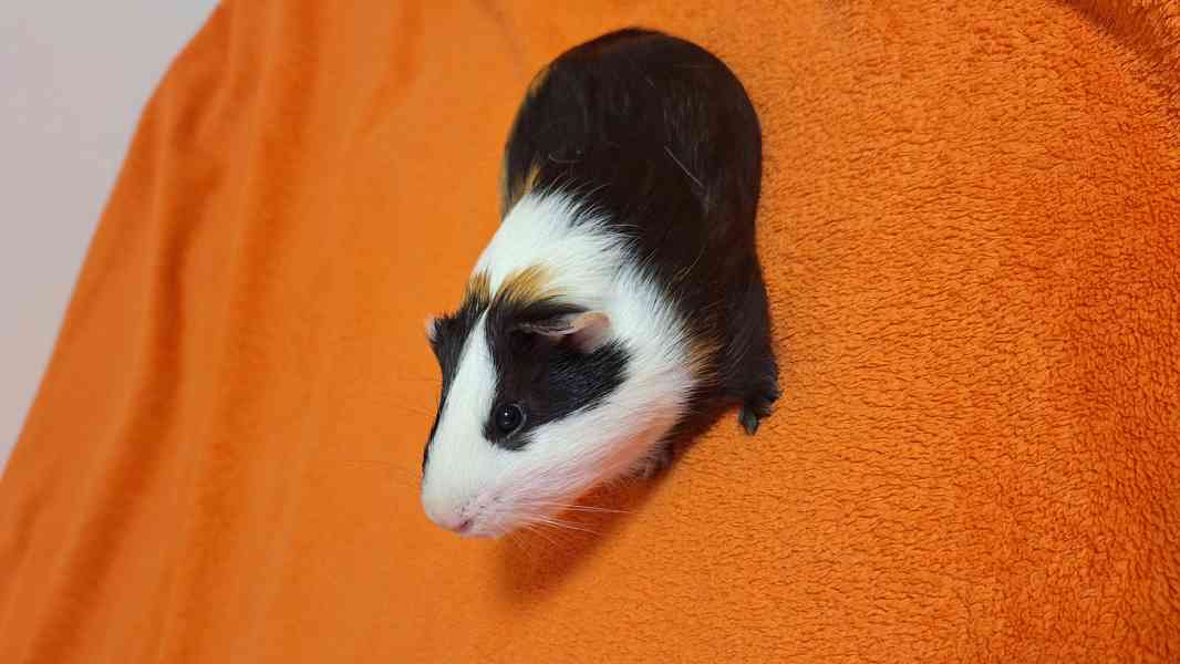 Daruji morče - foto 4