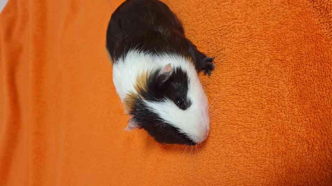 Daruji morče - foto 3