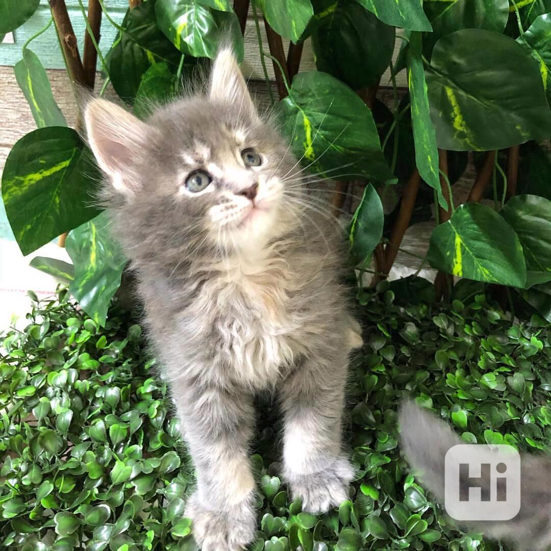 Úžasné kotě Maine Coon na prodej - foto 1