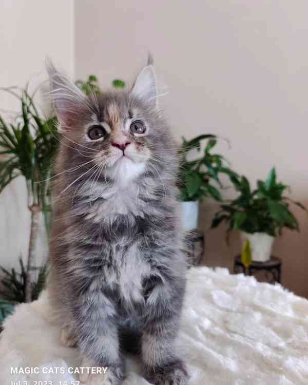 Úžasné kotě Maine Coon na prodej - foto 2