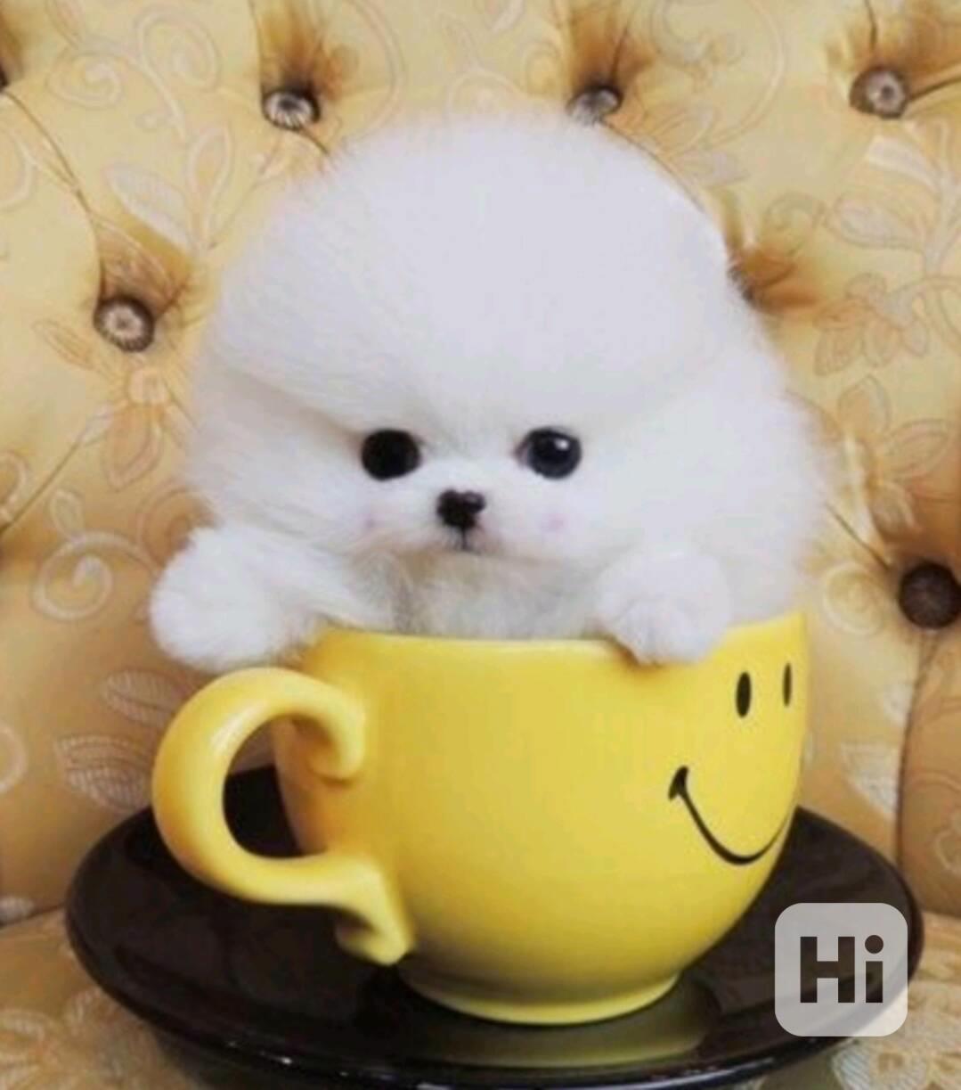 Štěňata pomeranianů Teacup. - foto 1