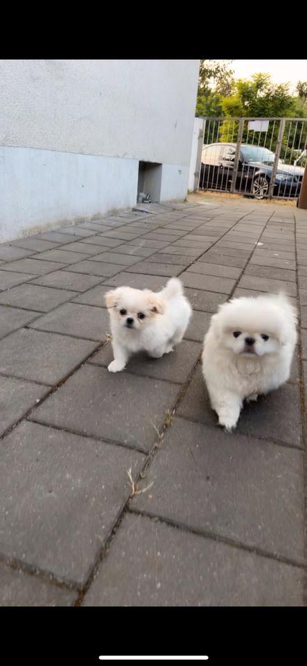 Štěňata pomeranianů Teacup. - foto 2
