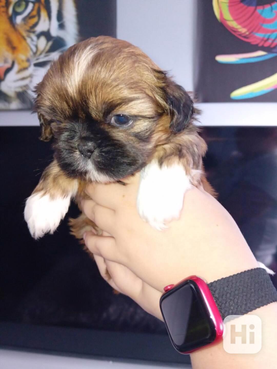 Štěňata Shih Tzu na prodej - foto 1