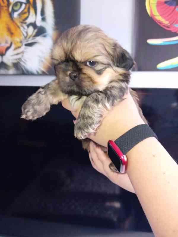 Štěňata Shih Tzu na prodej - foto 2