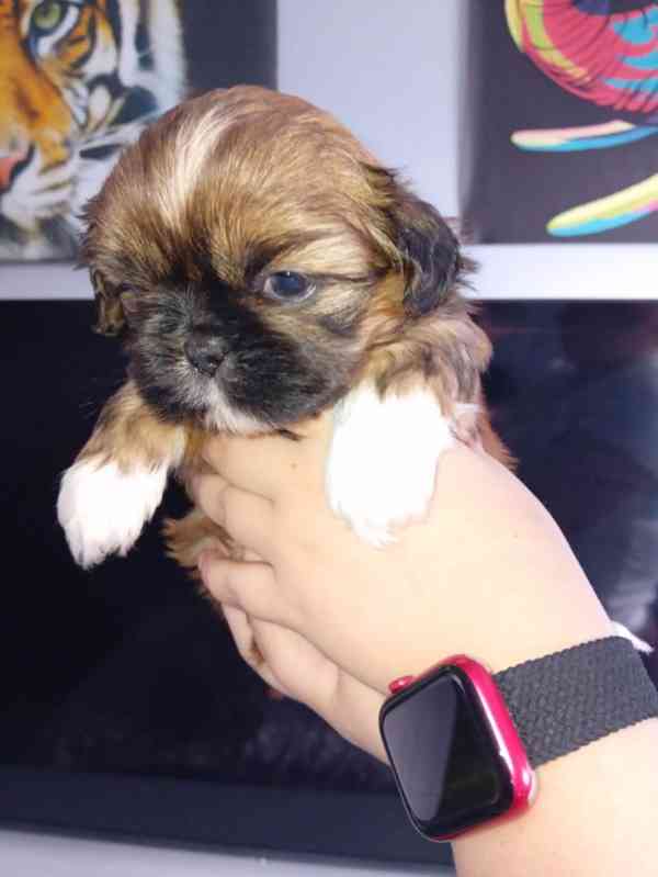 Štěňata Shih Tzu na prodej - foto 1