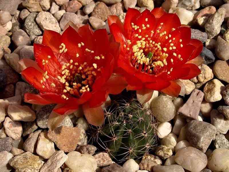 semena kaktusu Lobivia haematantha var. chorinosensis R 157