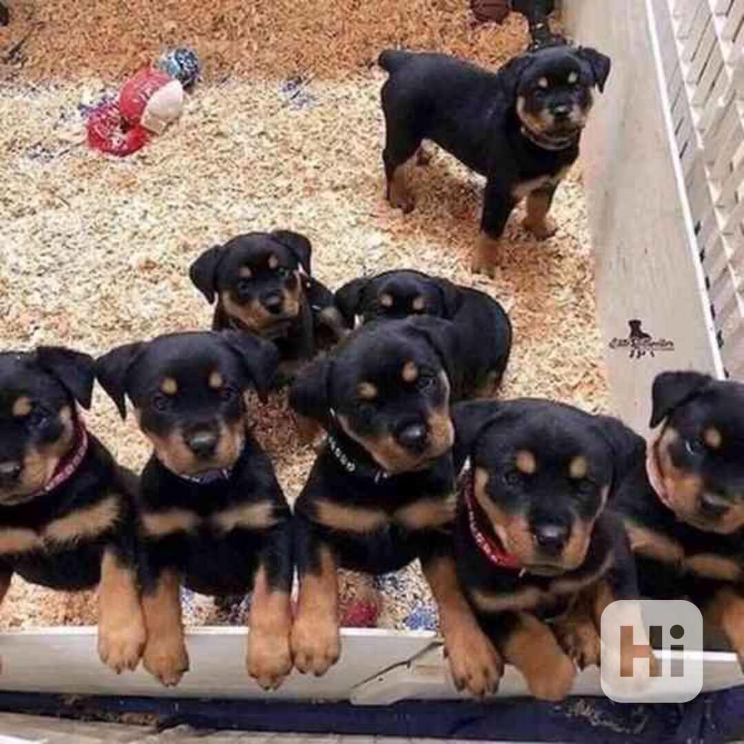 štěňata rotvajlera k adopci - foto 1