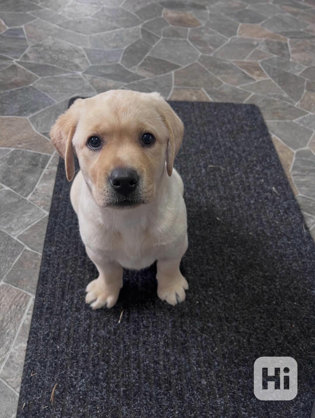 labradorský retrívr na prodej - foto 1