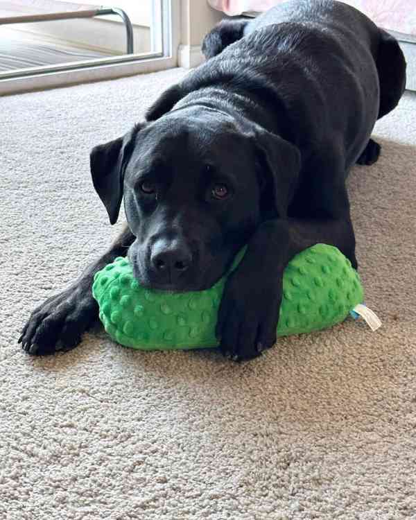 labradorský retrívr na prodej - foto 4