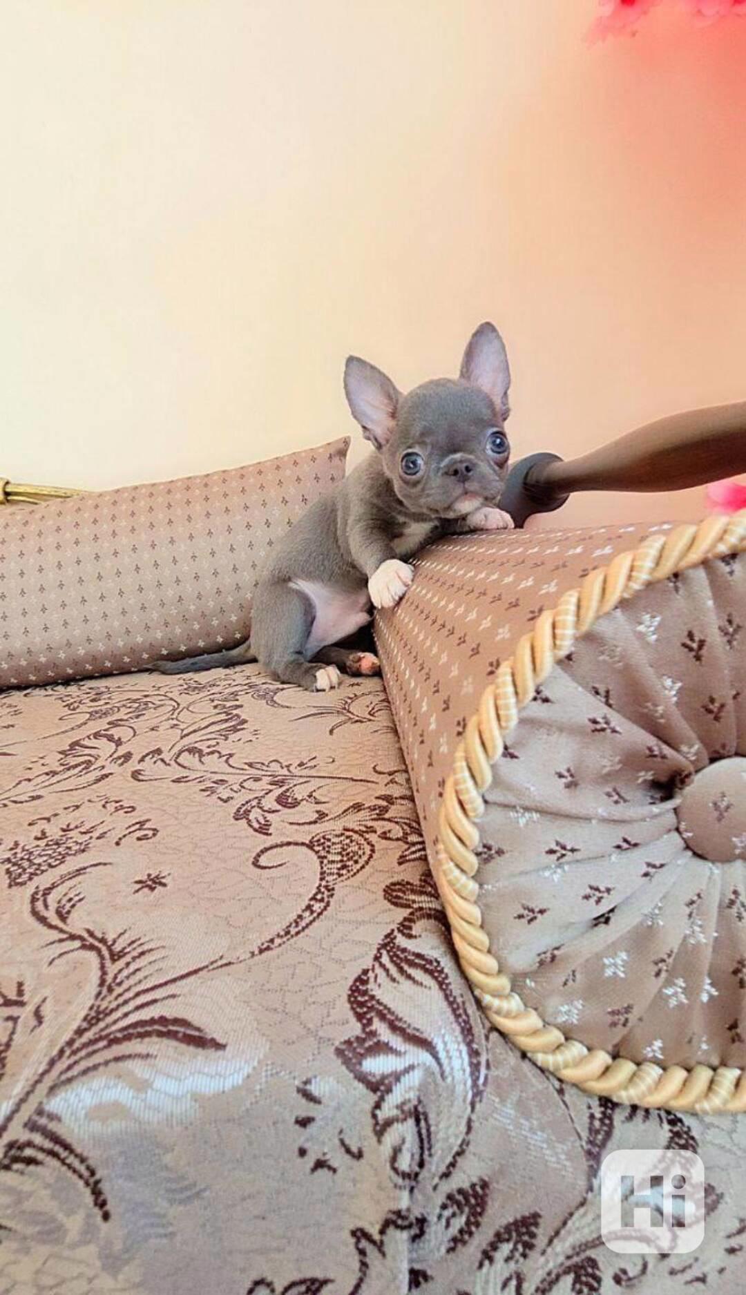 Rozkošné štěně čivavy 🐾 - foto 1