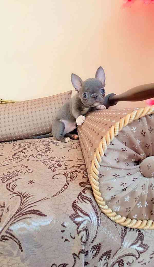 Rozkošné štěně čivavy 🐾 - foto 3