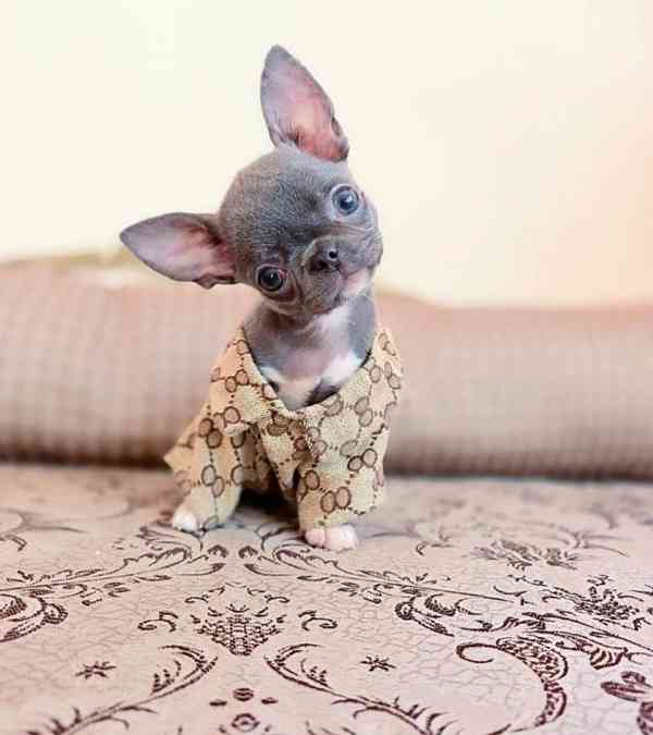 Rozkošné štěně čivavy 🐾 - foto 4