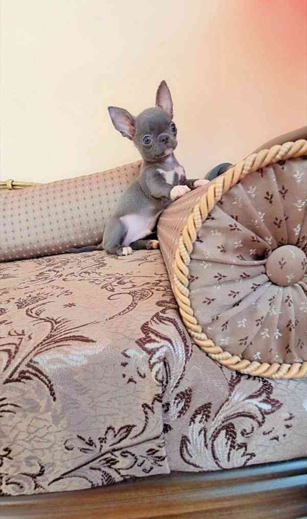 Rozkošné štěně čivavy 🐾 - foto 6