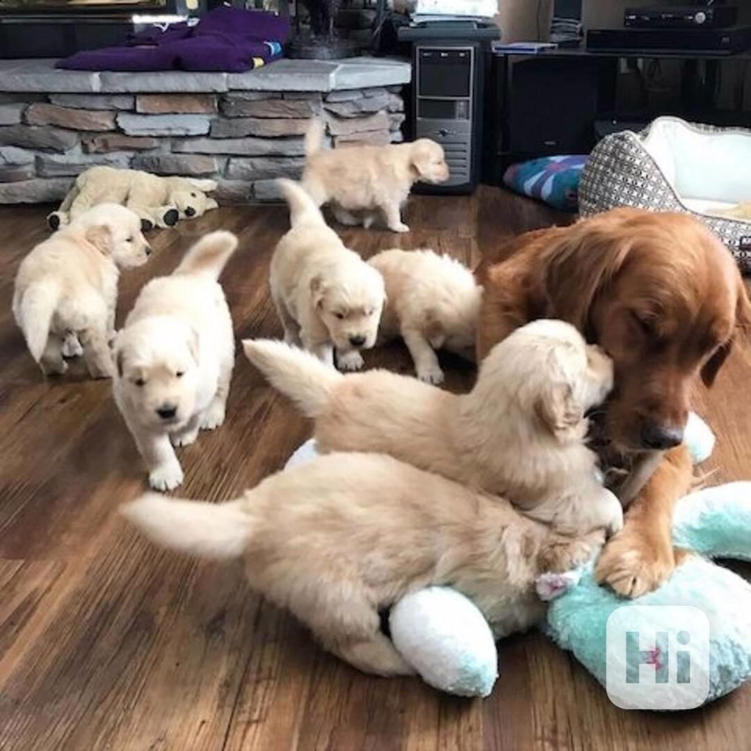 štěně zlatého retrívra zdarma k adopci - foto 1