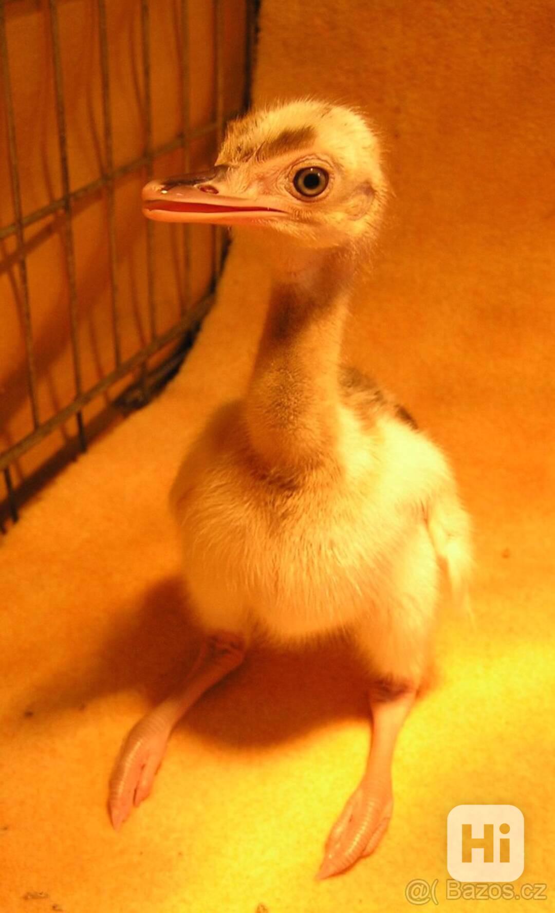 Nandu pampový bílý / Rhea americana white - foto 1